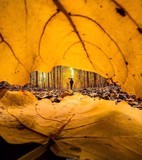 【达人分享】10个秋叶之静美的摄影新思路