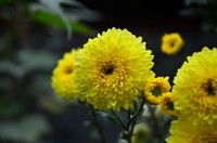 此花开尽更无花!