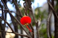 小区里的年味儿