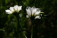 纯白色格桑花