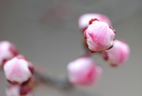 静听花开