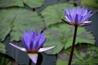 睡里心思浮水面,风声碧绿任缠绵—2016荷花山荘拍睡莲