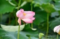 D7100+尼康70-300vr