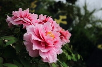 仙居大江南牡丹