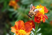 松下FX180拍蜜蜂