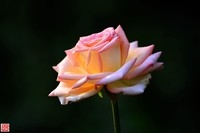 花卉{八}月季花
