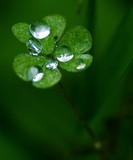 雨后点滴
