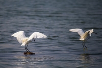 平民大炮试镜打白鹭