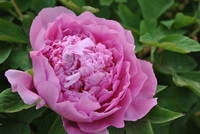 你们都用photo后期下再发照片么?