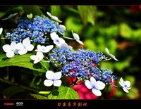 偶然一见的阴绣球花