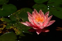 【水中仙子-睡莲】祝师友们周末快乐!