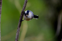 冬季院子周边的小菜鸟