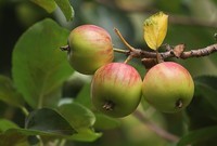 小区游拍——海棠果