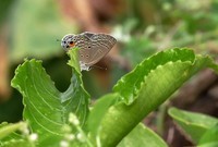 一组小灰蝶——28老矣,尚能拍否