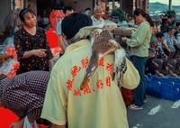 赴圩扫拍