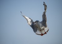 寒风中起舞的海鸥