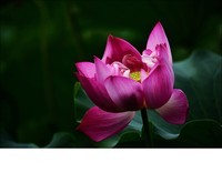 咸阳湖畔赏花季