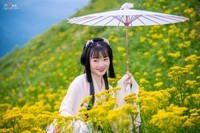 高山上的小黄花。