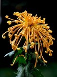 菊花盛开