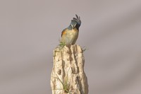 红胁蓝尾鸲。。