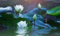 水中莲镜中花
