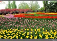 【迭花漫语】郁金香之恋