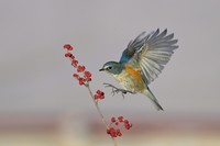 红胁【红豆版】