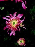 金秋赏菊-13