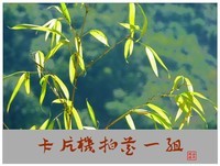 卡片机拍花一组(7)