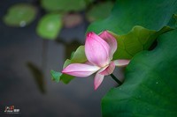 夏日荷花分外香(多图)