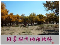 旅游随拍-----西北之旅*内蒙额济纳胡杨林(中)