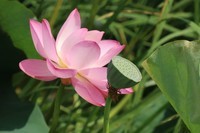 肇兴莲花泡