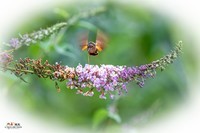 蜂鸟鹰蛾与蝴蝶