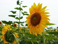 向      日      葵