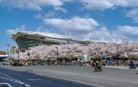 鲁迅公园樱花