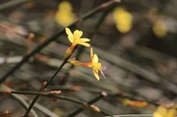 春天来了,树发芽了。