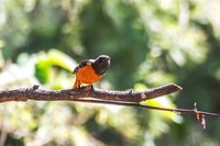 北红尾鸲(三十六)