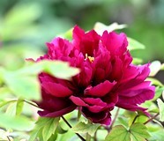 赏洛阳牡丹