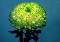 菊花-3