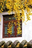 2023年成都武侯祠银杏季节