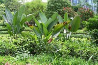 小区的绿化还是不错的随便拍了几张JPG直出