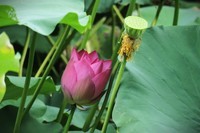 【荷花】——摄于上海天山公园2024-8-21