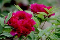 景山公园-----牡丹花(2)