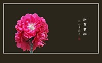 小米手机拍摄的红花碧桃