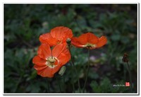 花花草草(五十四)