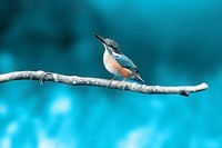 首次来星空(中国),发几张D500打的呆鸟