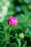 沙湖公园花卉展
