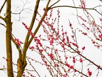 佳能RP低挡相机拍梅花