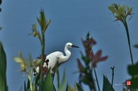 拍鹭纪实【248】