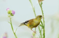 漂 亮 的 金 翅 雀